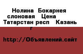 Нолина (Бокарнея) слоновая › Цена ­ 280 - Татарстан респ., Казань г.  »    